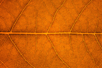 Blur red leaf texture for background indicating love for mother nature and autumn season