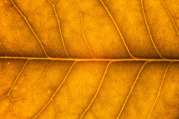 Blur red leaf texture for background indicating love for mother nature and autumn season