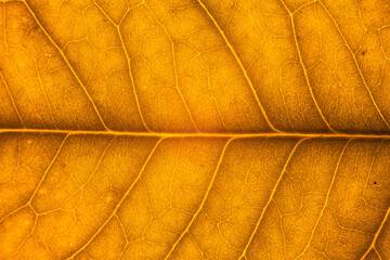 Naklejka na ściany i meble Blur red leaf texture for background indicating love for mother nature and autumn season