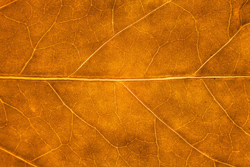 Blur red leaf texture for background indicating love for mother nature and autumn season