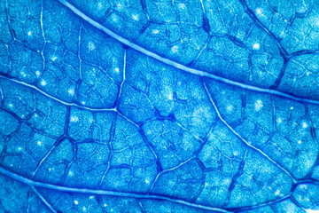 Blur blue leaf texture for background indicating UV pollution and modernization