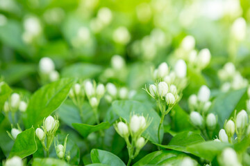 Selective focus of Jasmine buds garden  with sunlight