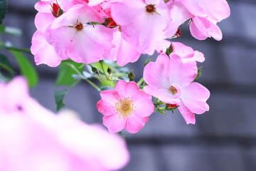 ピンク色のバラ