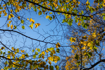 Yellow autumn tree leaves with blue sky