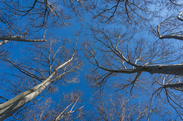 Tree with bare leafless branches. Winter deciduous forest background