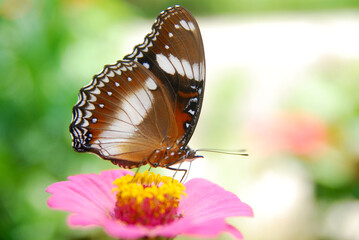 Close up a tropical butterfly alighted on pink zinnia flowers. The butterfly sucks on honey flowers or nectar for its food. this is a symbiosis between a butterfly and a flower