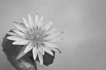 Black and white image of water lily flower