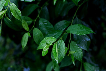 Fototapeta na wymiar beautiful green leaves in a spring garden. dark green blurred background