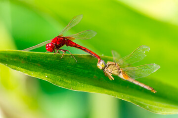 Dragonflies mating perched on a leaf by a river in the garden.