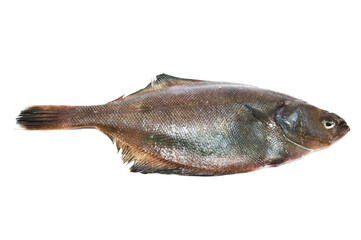 Flatfish on white background