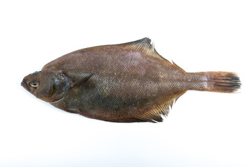 Flatfish on white background