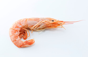 Red shrimp on white background