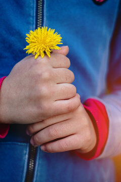 Little girl holding a yellow flower in her hands outdoors. Child showing a tiny small dandelion flower. Close up, front view, vertical image, exploring the world concept.