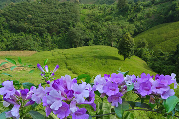 Beautiful violet flowers over green valley
