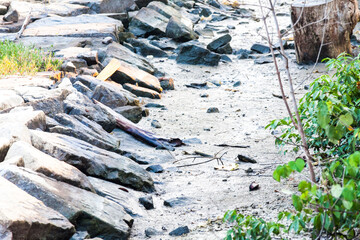Real Mangroves view by the muddy shore