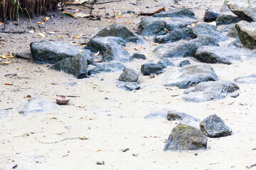 Real Mangroves view by the muddy shore