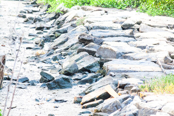 Real Mangroves view by the muddy shore