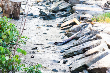 Real Mangroves view by the muddy shore