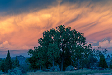 Colorful sunset landscape with lush tree nature background