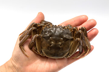 Big crab on white background