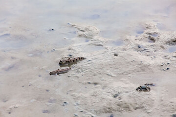Close up view of real mud skipper by the shore