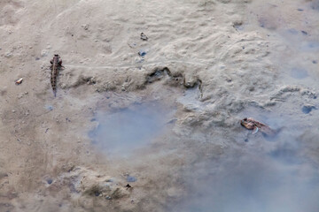 Close up view of real mud skipper by the shore