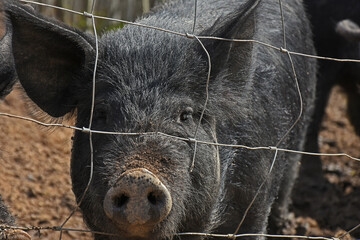 A close up  image of young male domestic pigs in a fenced in pigpen. 