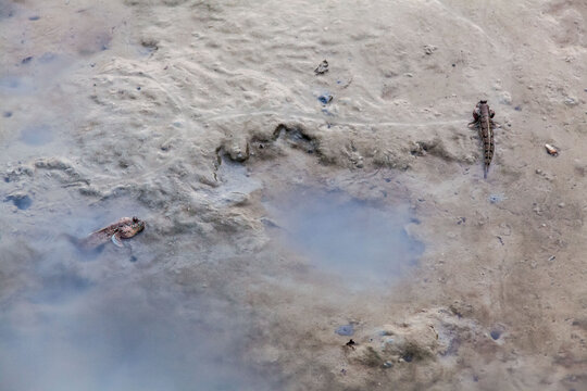 Close up view of real mud skipper by the shore