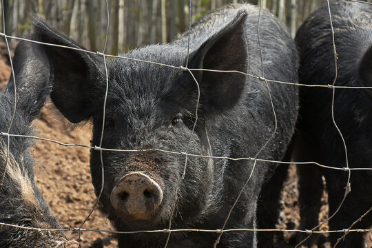 A close up  image of young male domestic pigs in a fenced in pigpen. 