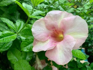 pink rose bush