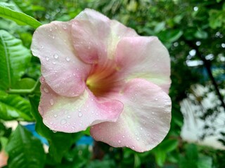 pink rose flower