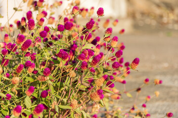 Bright red clover flowers on sidewalk. Nature background