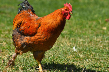 A close up image of a brightly color free range Brahma rooster in a barnyard. 