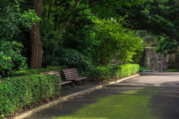 Wooden benches under the green trees in the park