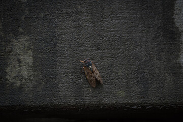 Cicada bug, brown cicada insect sitting on a wall