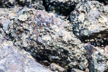 Close of view of real oyster on top muddy rock by the shore