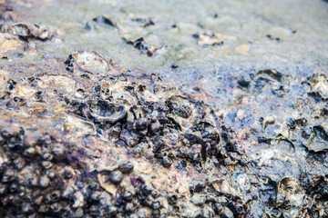 Close of view of real oyster on top muddy rock by the shore