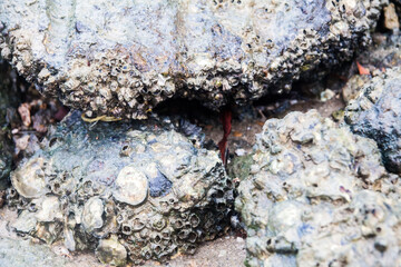 Close of view of real oyster on top muddy rock by the shore