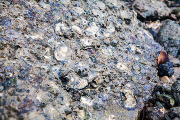 Close of view of real oyster on top muddy rock by the shore