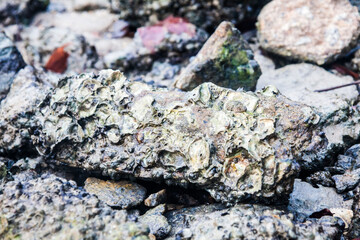 Close of view of real oyster on top muddy rock by the shore
