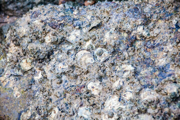 Close of view of real oyster on top muddy rock by the shore