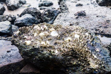 Close of view of real oyster on top muddy rock by the shore