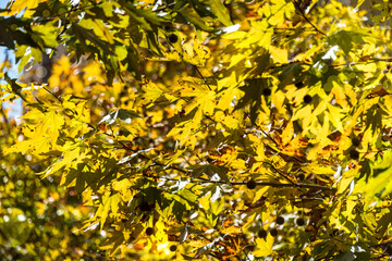Autumn leaves nature background. Autumn maple leaves nature bokeh background