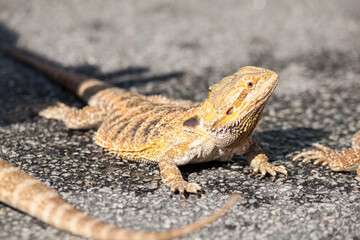 Real dragon lizard portrait view in close up with blur background