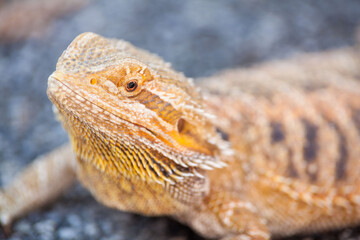 Real dragon lizard portrait view in close up with blur background