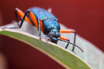 Real long horn weevil in close up view