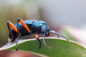 Real long horn weevil in close up view