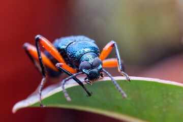 Real long horn weevil in close up view