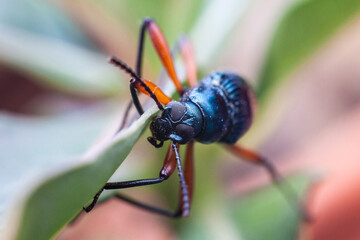 Real long horn weevil in close up view