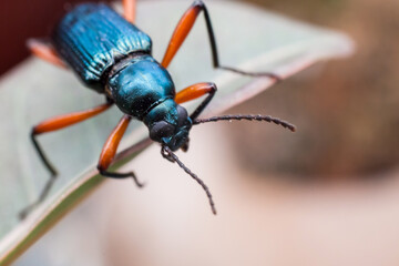 Naklejka premium Real long horn weevil in close up view